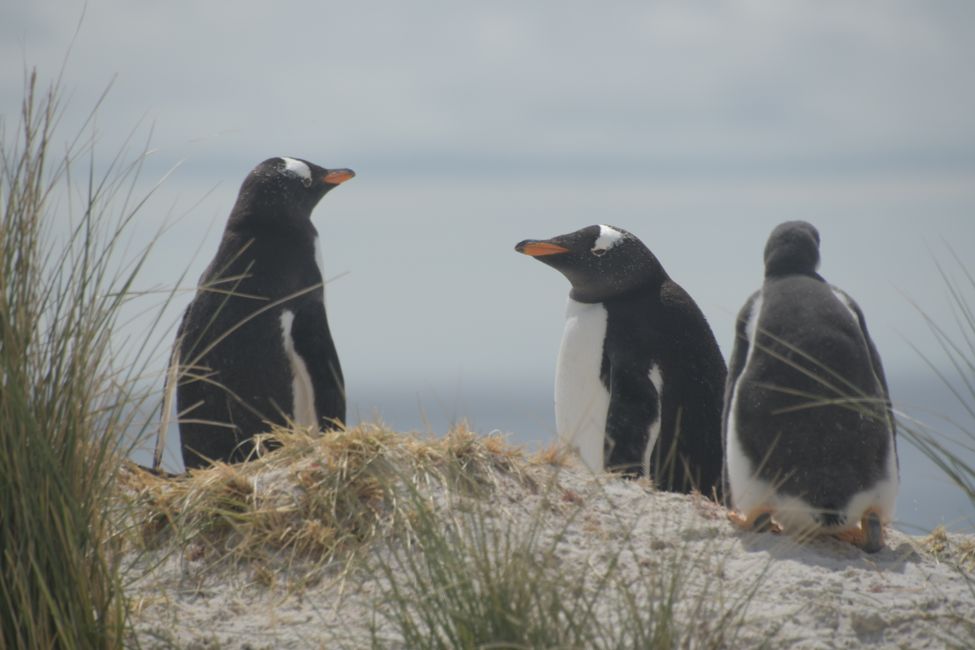 Manchots de Gentoo / Gentoo penguins