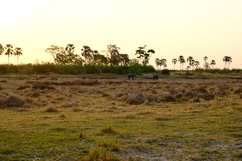 Okavango Delta 🇧🇼