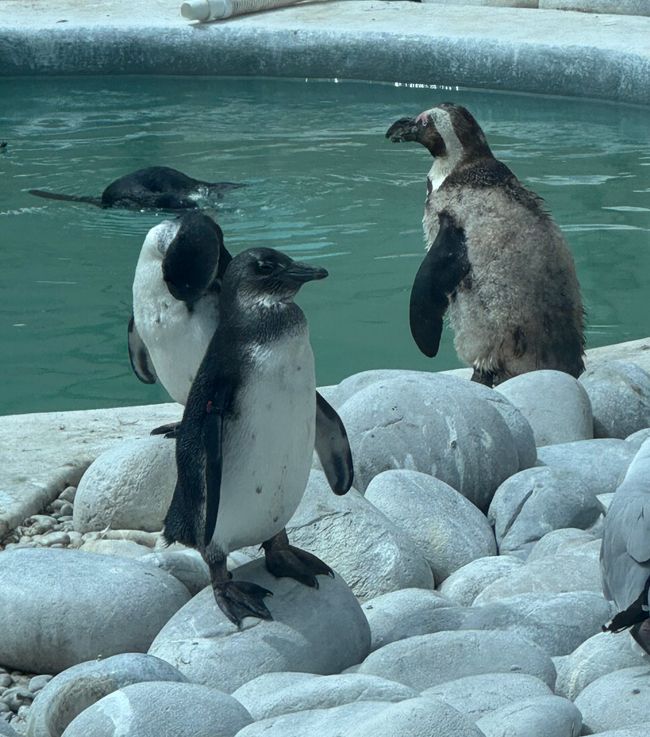 Kap Agulhas/Struisbaai