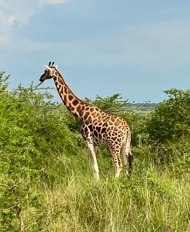 Wilde Tiere erleben