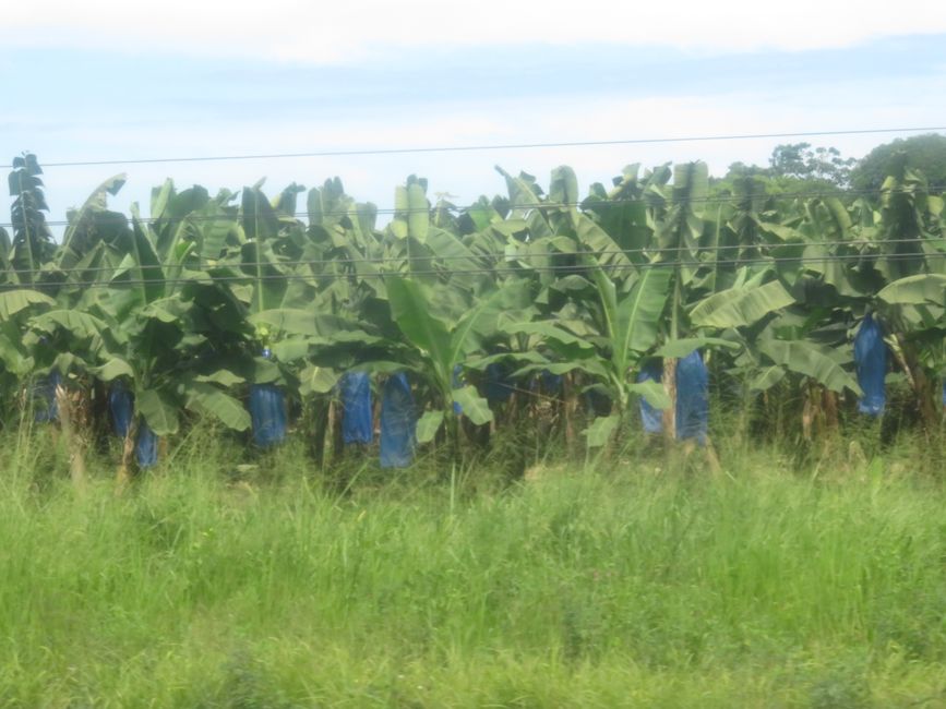 Rio Banano