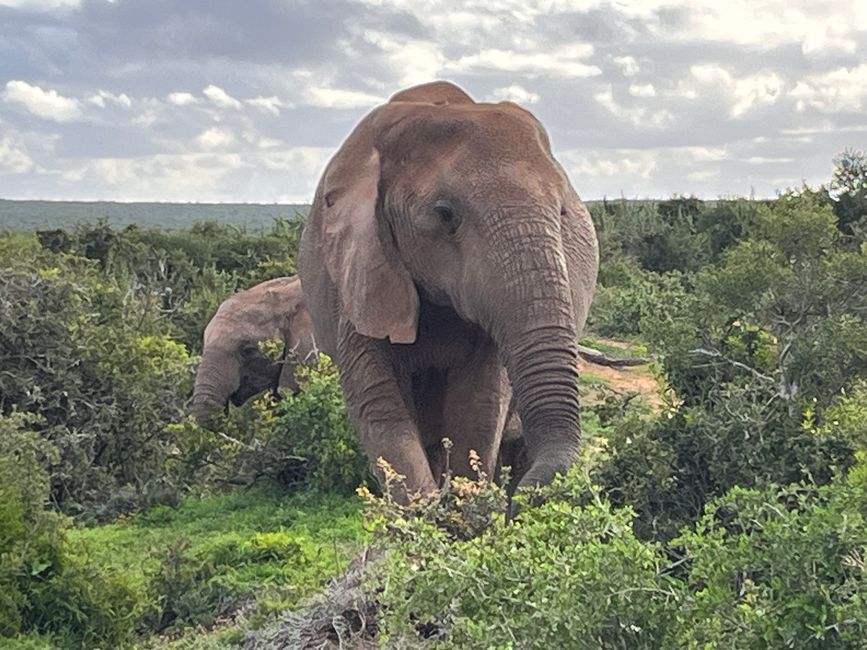 Addo Elephant Park