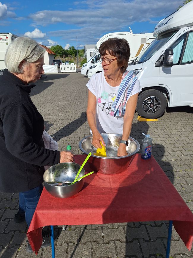 Api laboriose