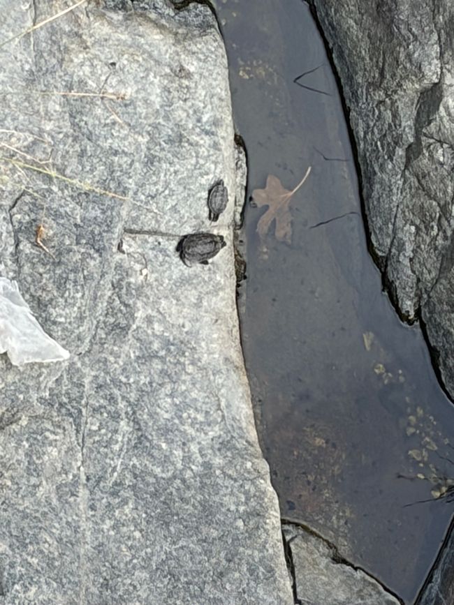 Babyschildkröte mit Mutter