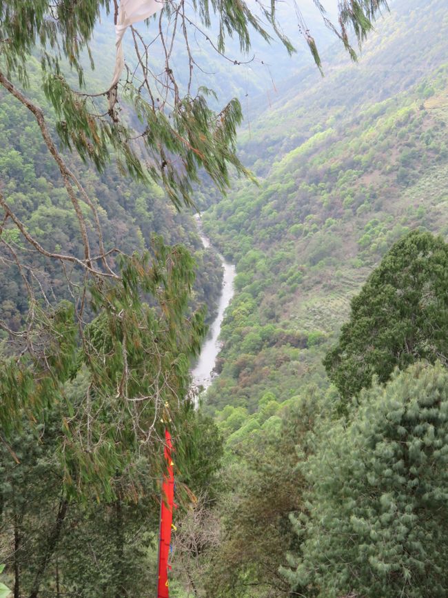 Regenwald