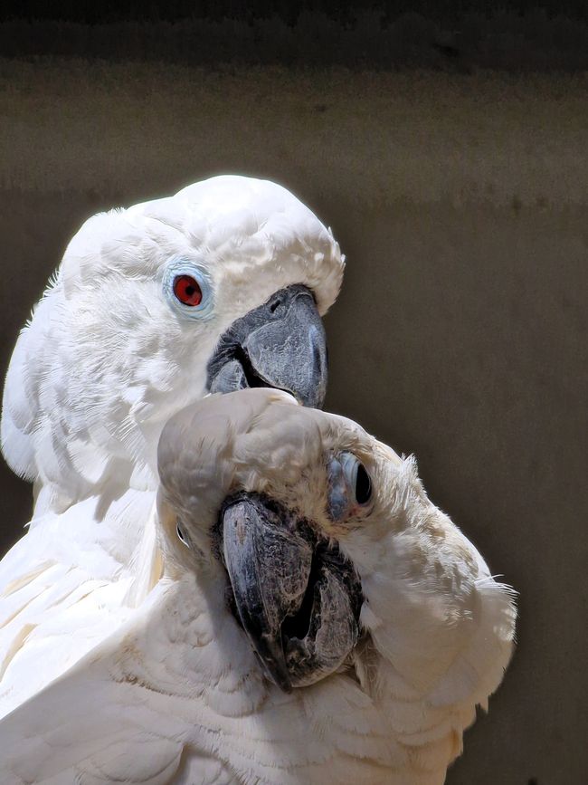 Bird Park