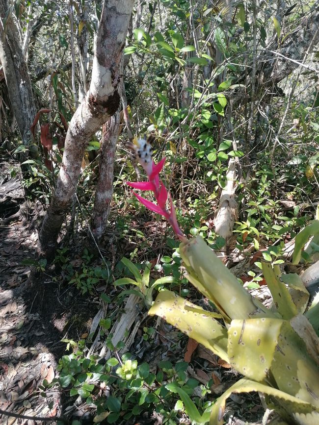 Brasilien Nationalpark Diamantes Teil I