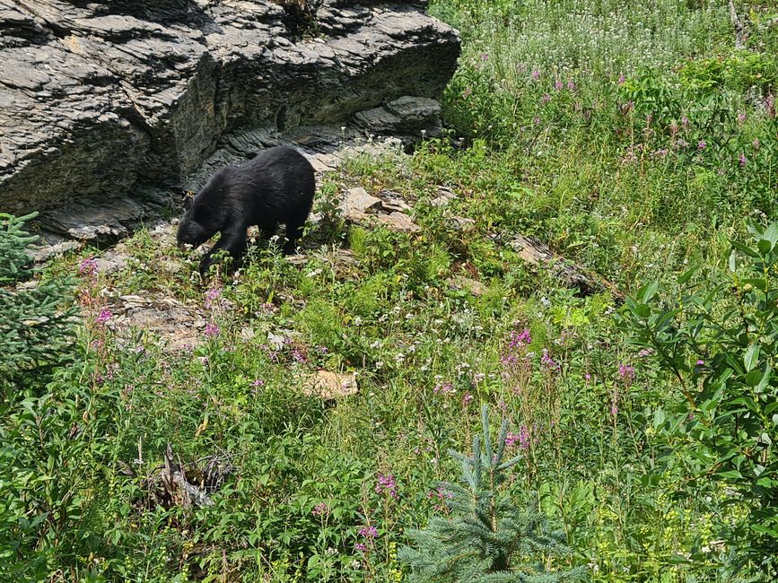 Black bear spotted 😊