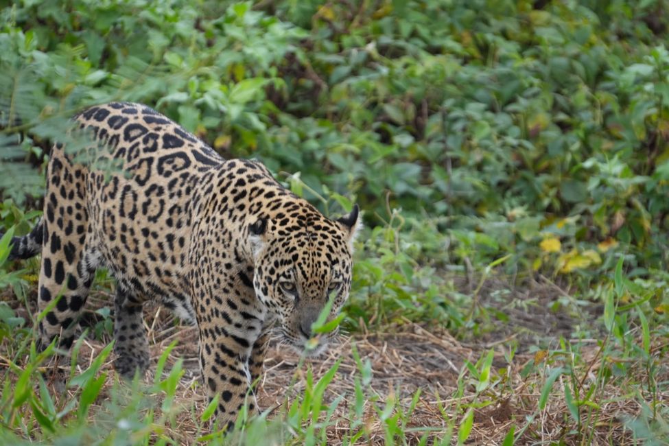 Jaguare en Porto Jofre