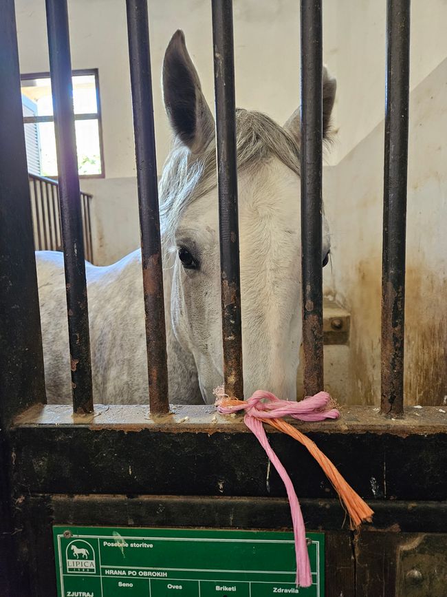2026 - Juin - Haras Lipizzaner à Lipica