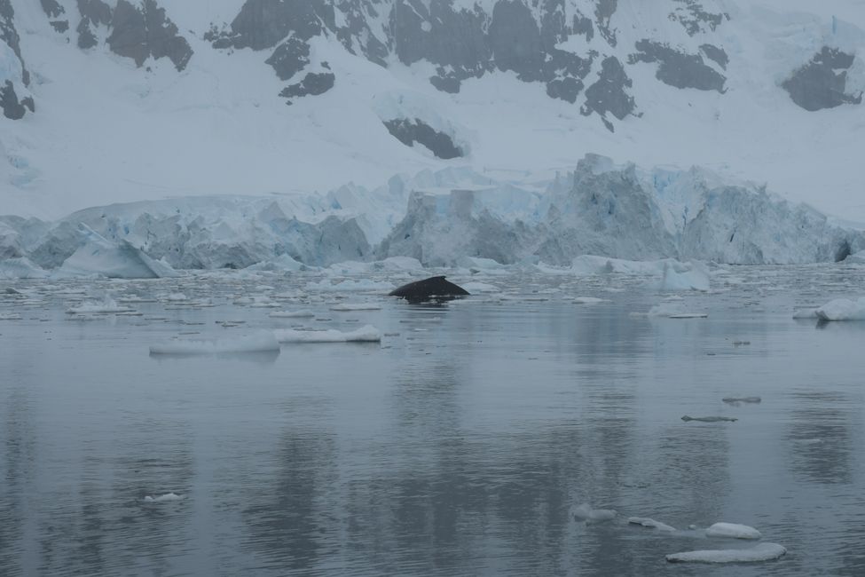 Paradise Bay - Buckelwal / Humpback whale