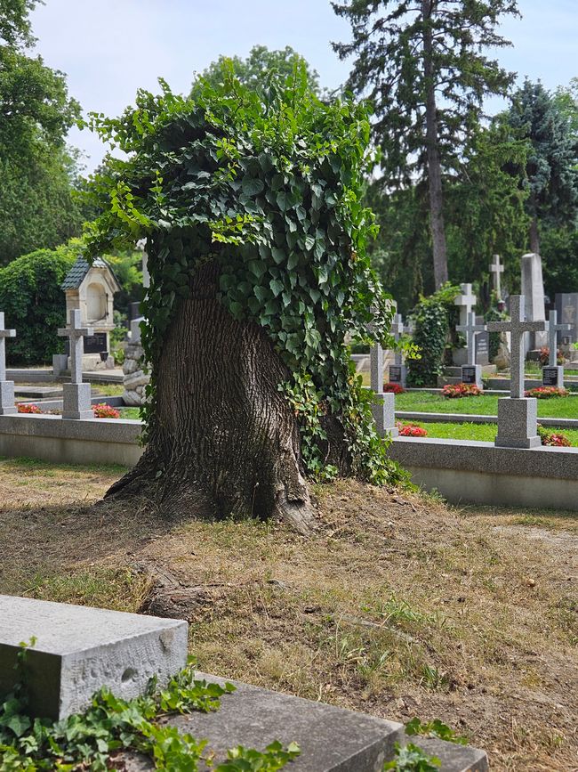 Juillet 2025 - Vienne - Cimetière central de Vienne