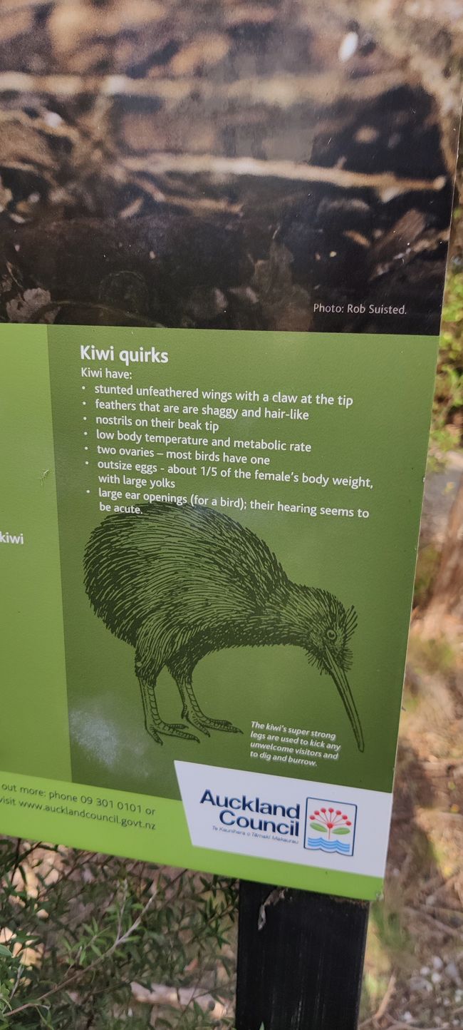 Ein paar Fakten zum Kiwi