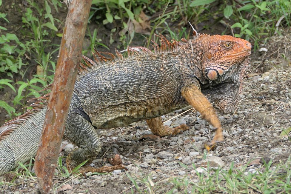 Costa Rica 2025