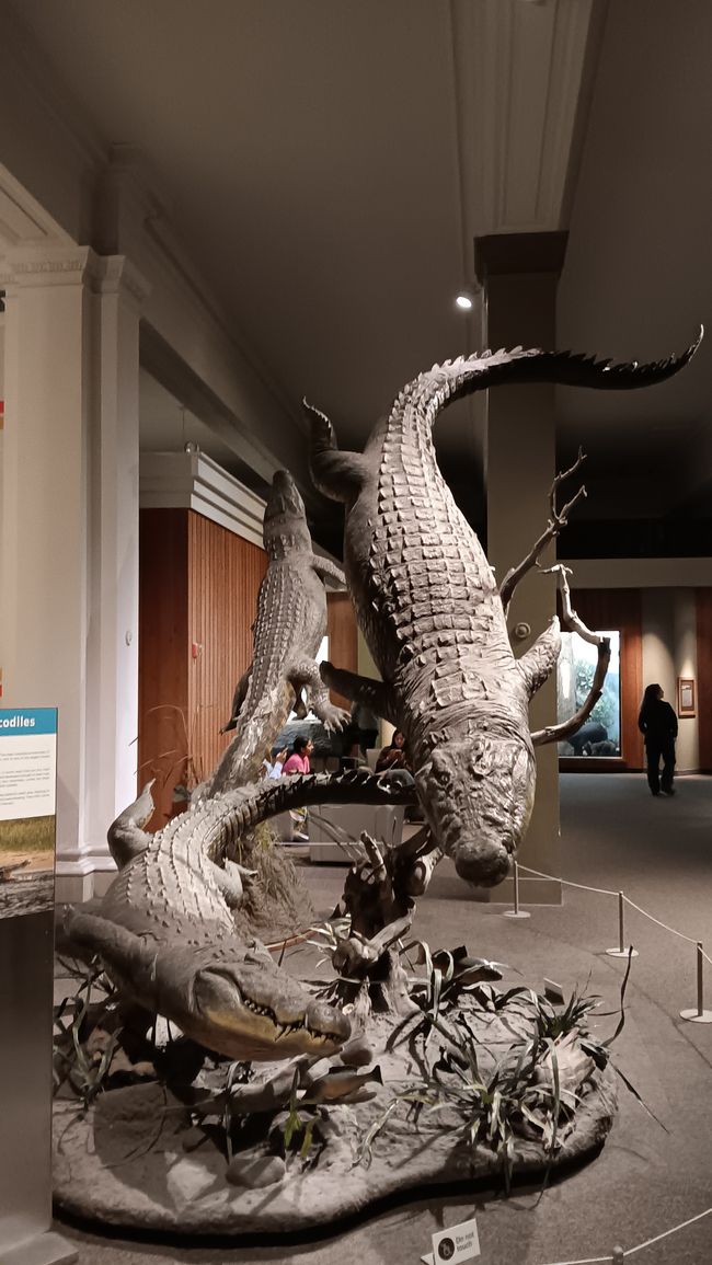 Museum of natural history I