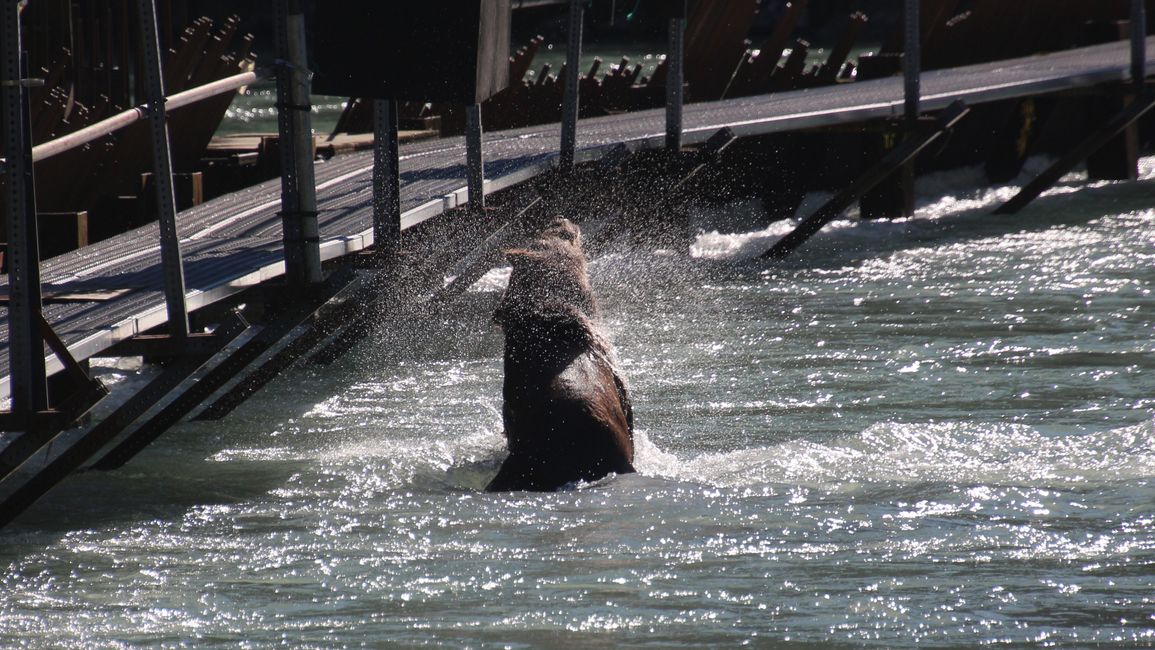 Day 27: Bear Show & Fantastic Mountain Worlds - back to Yukon/Canada