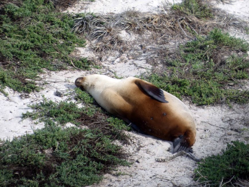 Kangaroo Island