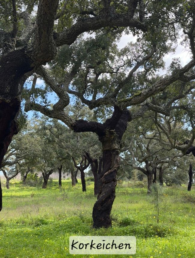 P- Korkeichen gibt's nicht mehr viele 