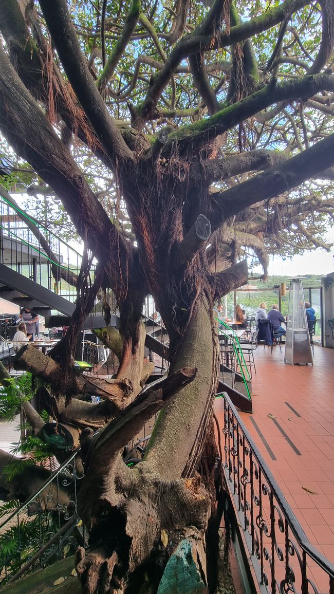 Tree House Restaurante