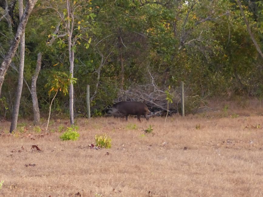 Brazil, refuge near Coxim