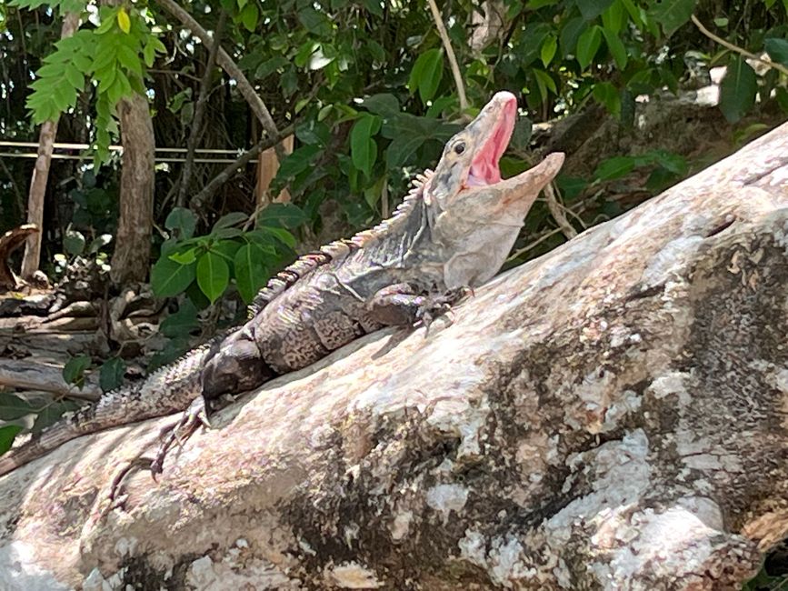 Nationalpark Manuel Antonio und Baden im Pazifik