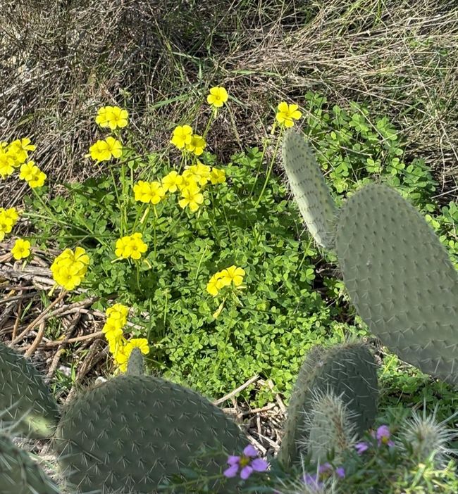 Cactus