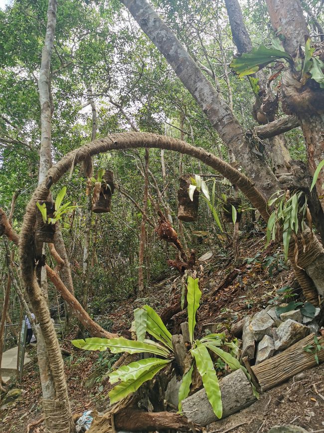 ... und dann gings wieder bergab ... ein Stück durch den "Nature Trail" ...