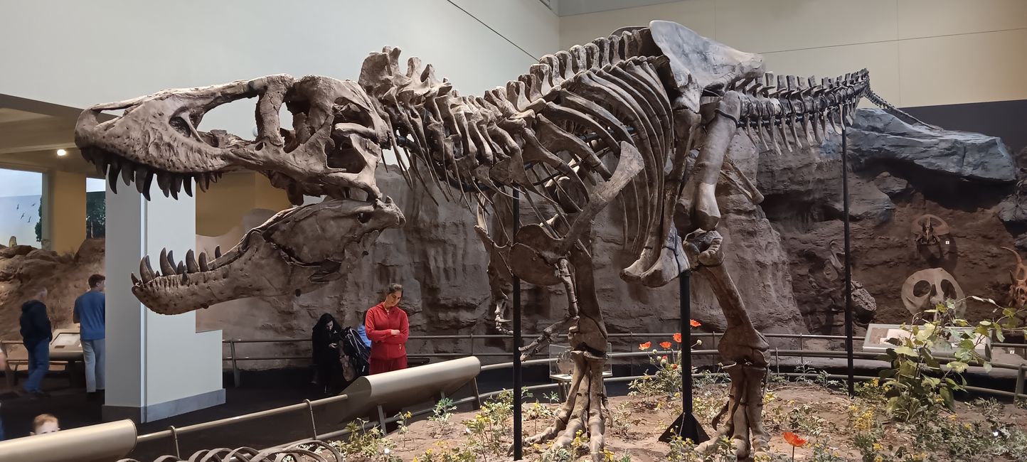 Museum of Natural History I