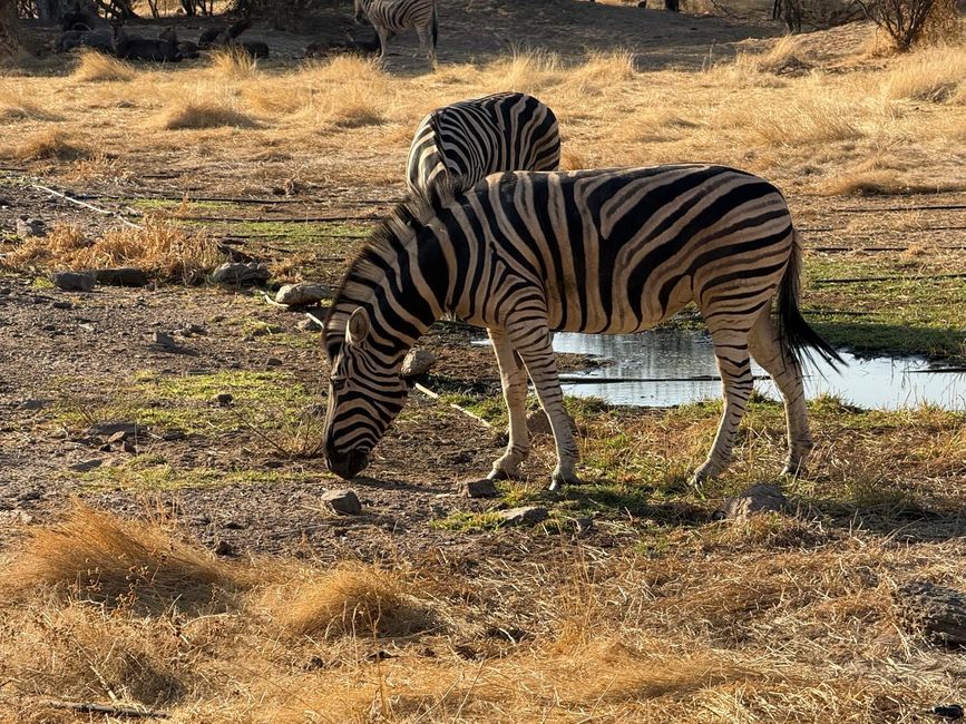 Namibia 2k25 🦓🏜️🐘