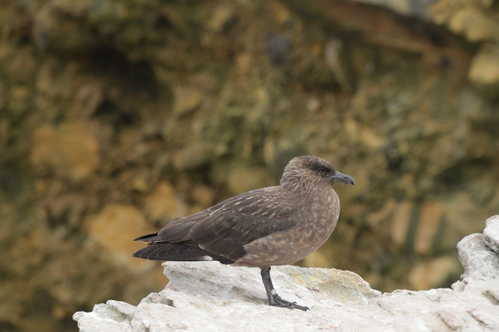 Raubmöwe / Skua