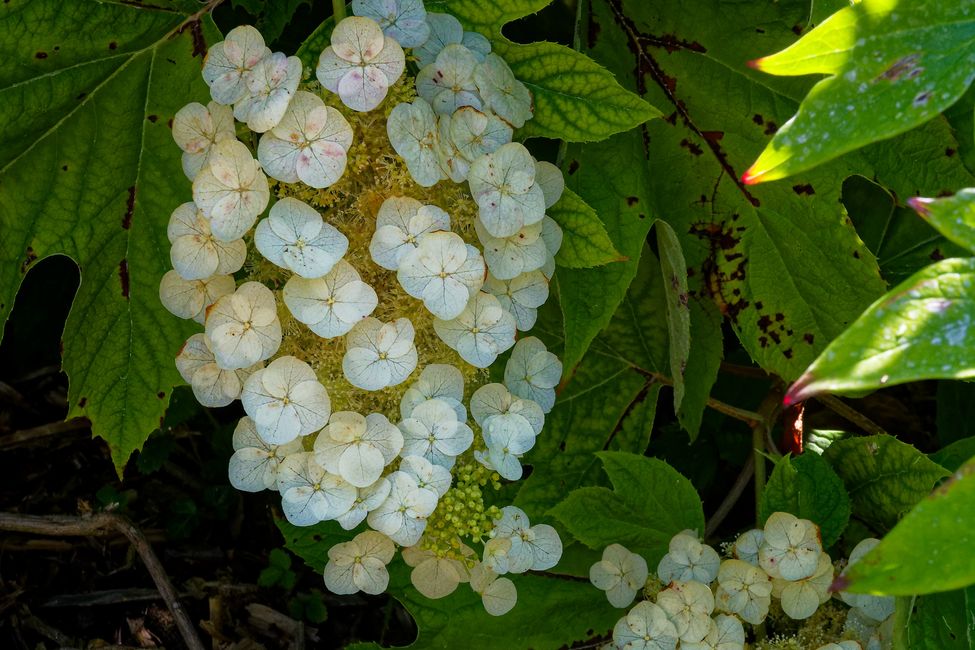 Parc Floral de La Source