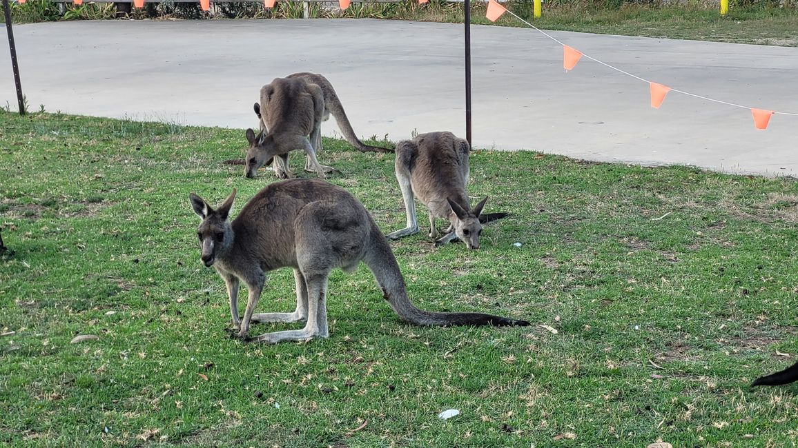 Halls Gap – Meet the Wildlife im Vorgarten