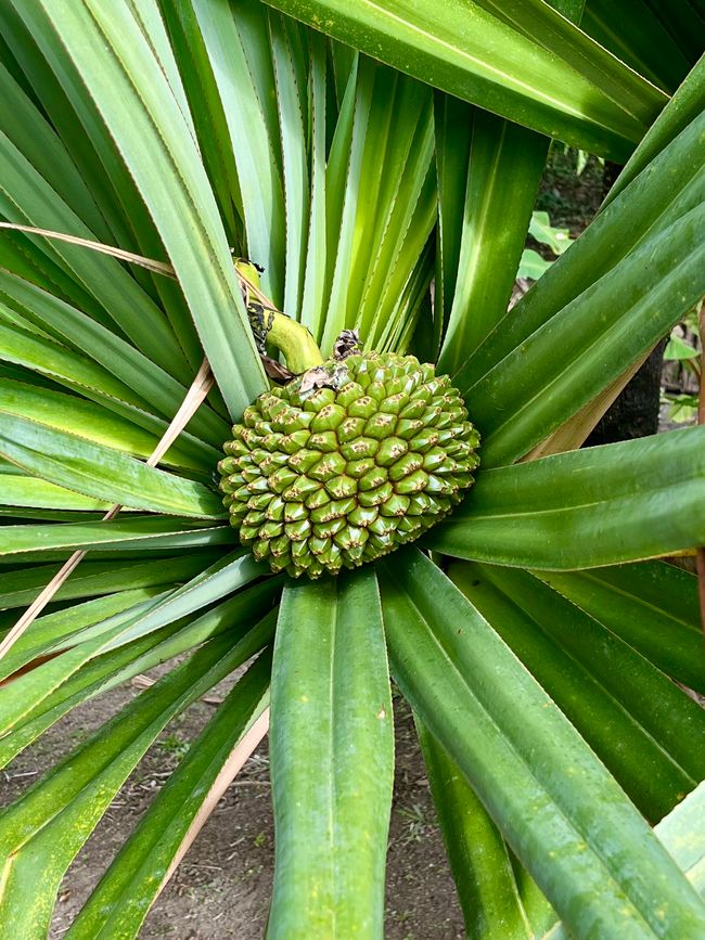 Exotische Pandanusfrucht