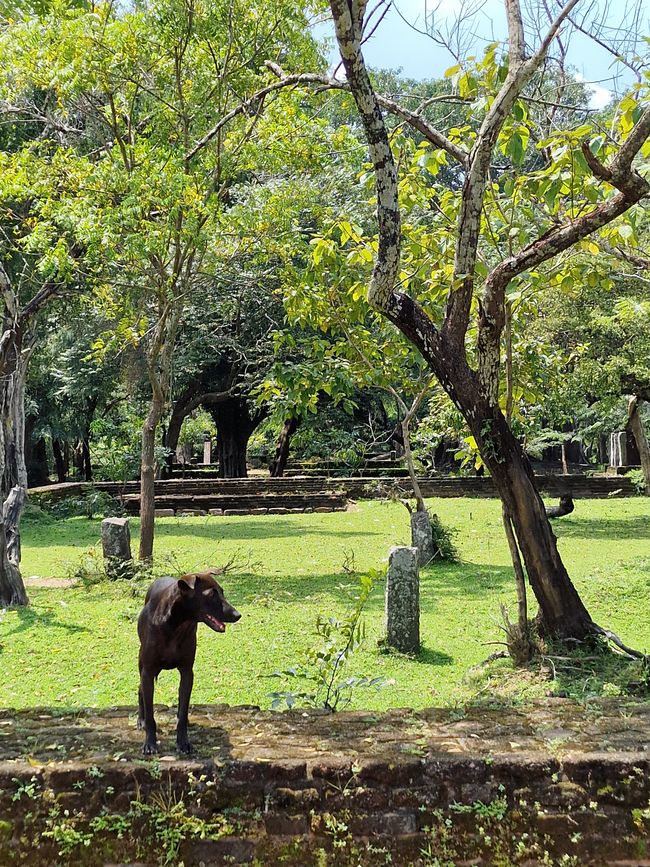 Polonnaruwa - 1000 años de historia y algo aprendido.