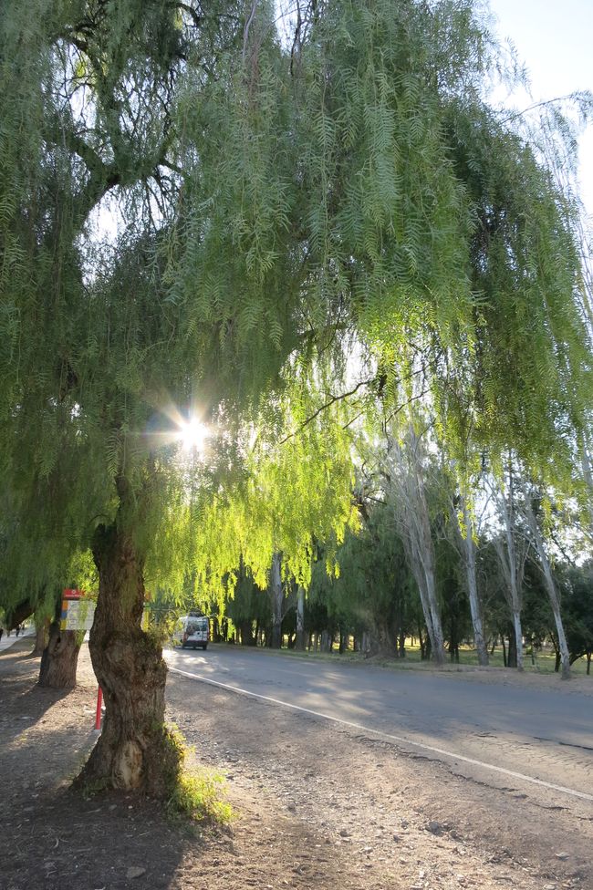 Mendoza