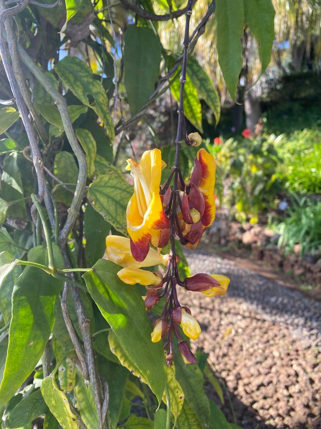 Eine von vielen Orchideen