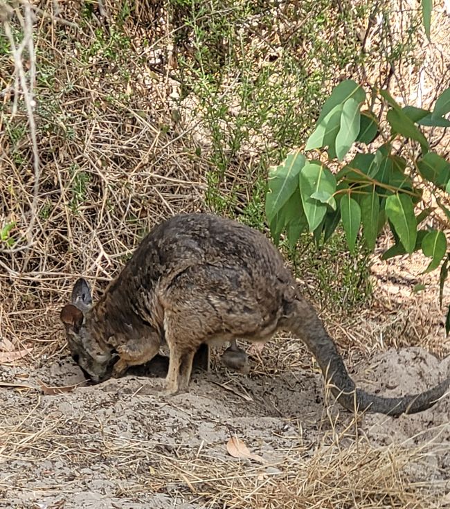 Tag 92: Penneshaw/Kangaroo Island/Australia