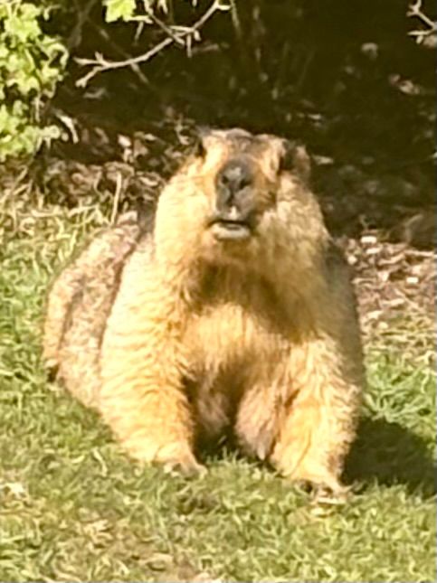 I marmottoni nelle Montagne Qulian sono davvero grossi!