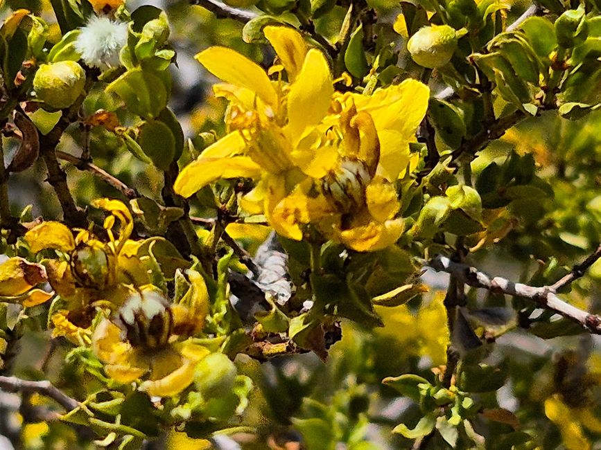 Fioriscono anche in paesaggi aridi