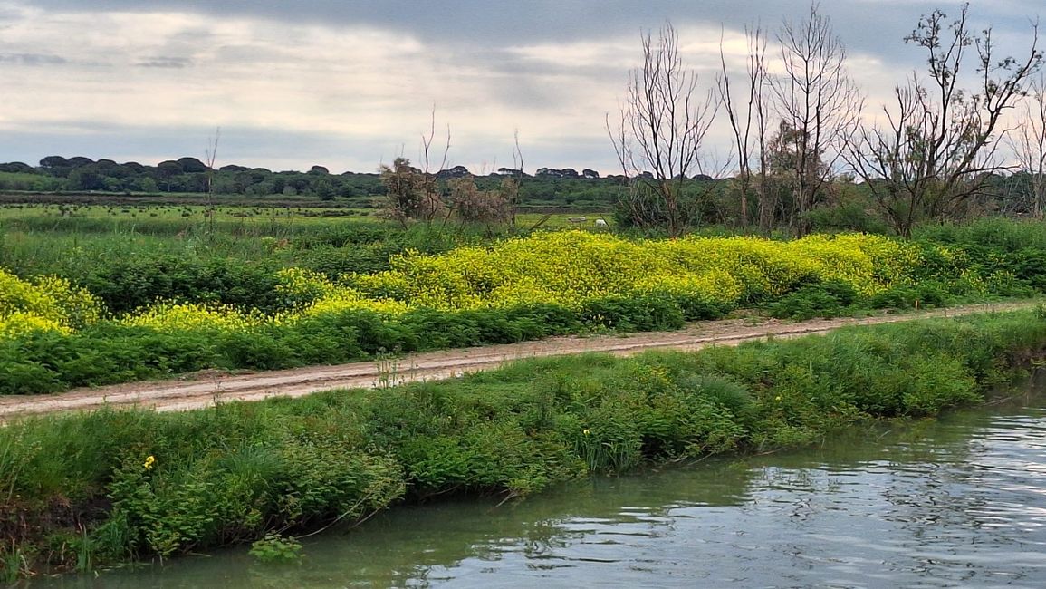 Canal du Rhône à Sète, Camargue