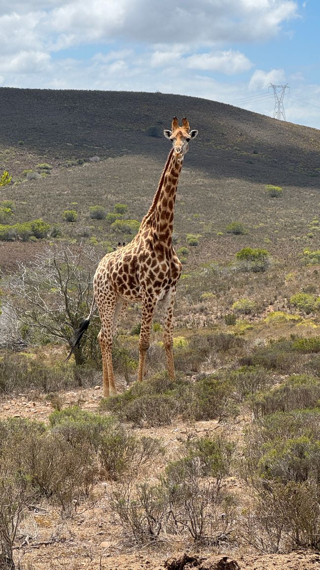 Lodgetag Safari