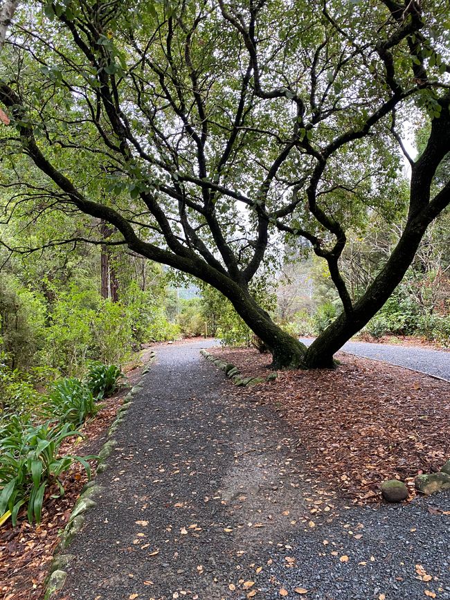 Árbol bonito 