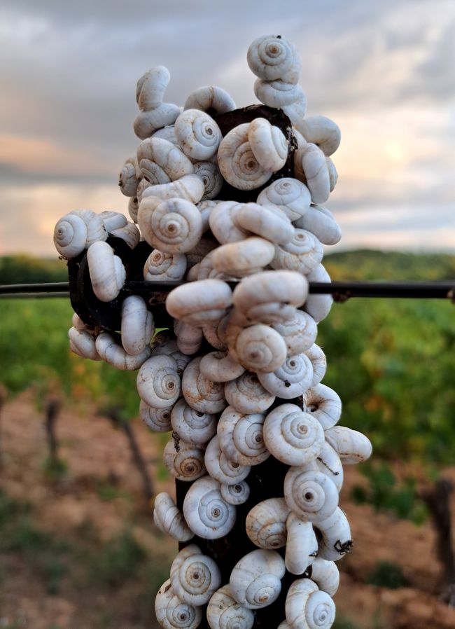 Sand heath snails