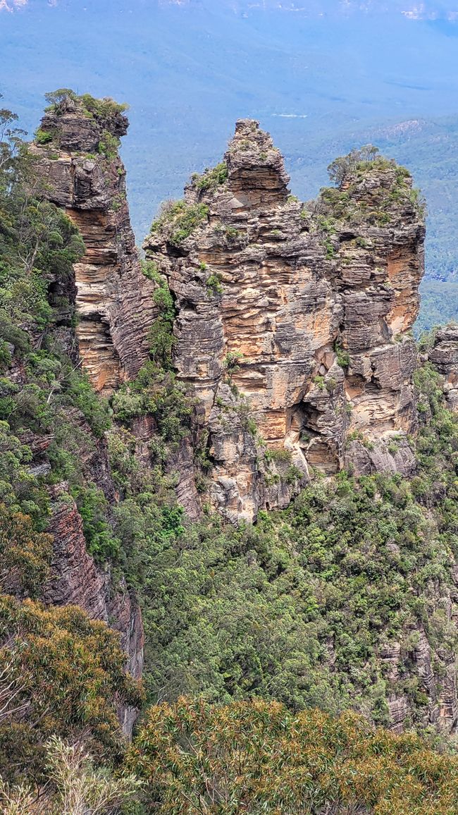 Blue Mountains – Eukalyptusbäume locken nicht nur Koalas an