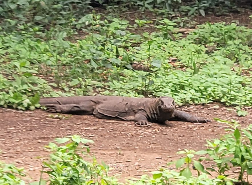 Day 111: Komodo/Indonesia 