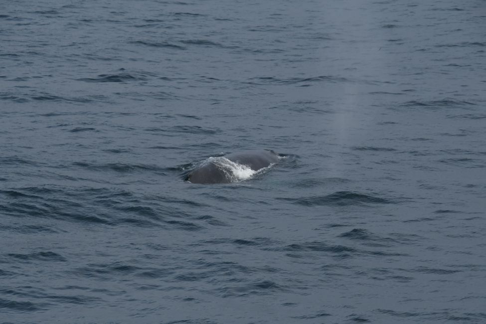 Finnwal / Fin whale