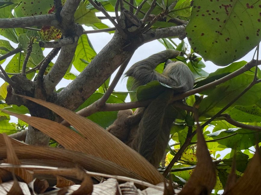 博客 6：施工中 从 Tortuguero 到 Talamanca