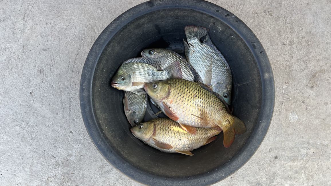 Pesca en la granja