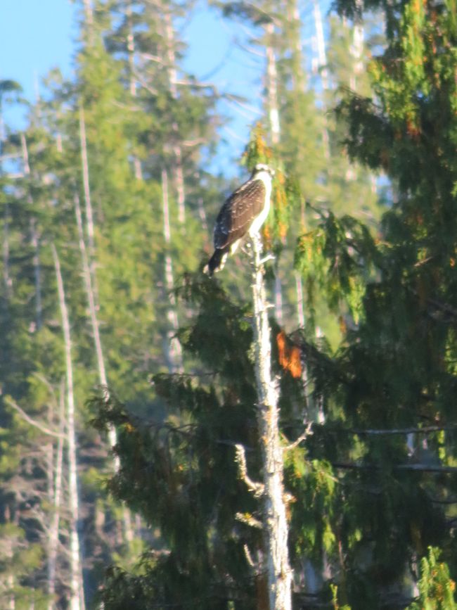 Bear Watching