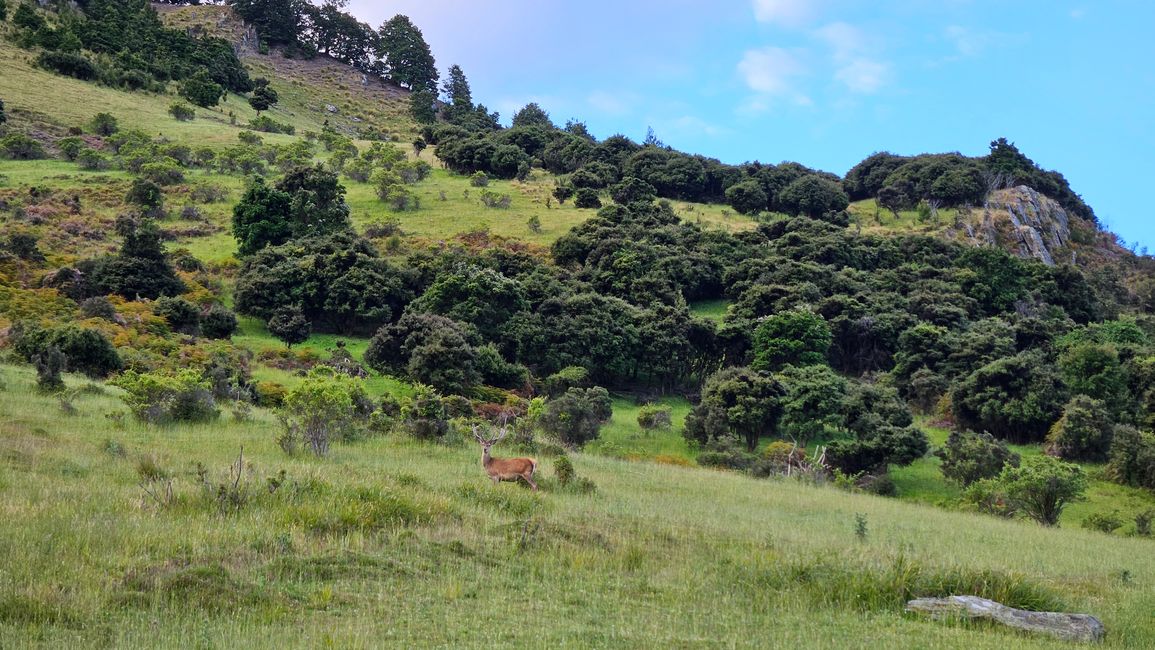 Haast Pass - Isthmus Peak - Wānaka
